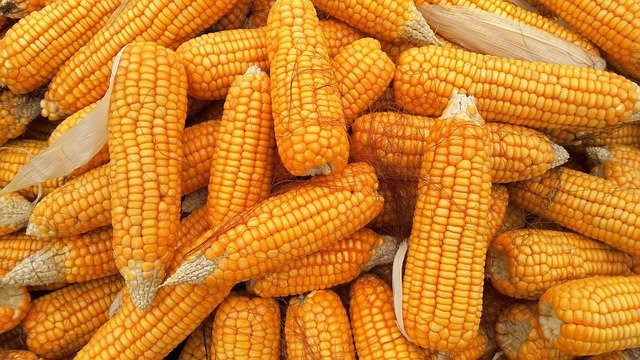 Stanje usjeva i vrijeme obećavaju: Za kukuruz ove godine nema zime