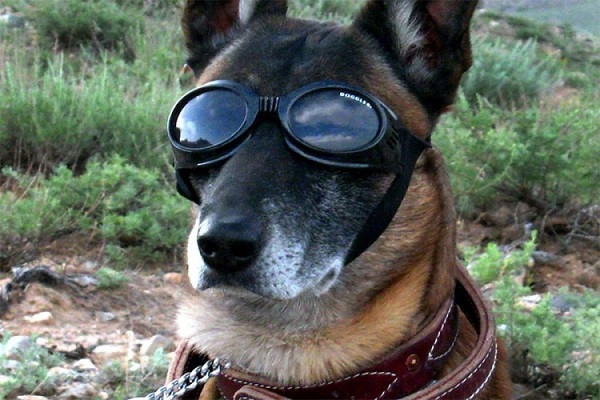 Napravljene naočare s proširenom stvarnosti i za pse