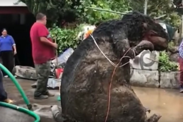 Tajna monstruozno velikog pacova iz meksičke kanalizacije