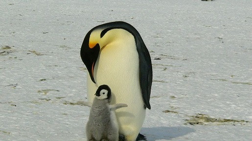 Olde je najstariji pingvin na svetu: Napunila je 41 godinu i ušla je u Ginisovu knjigu rekorda