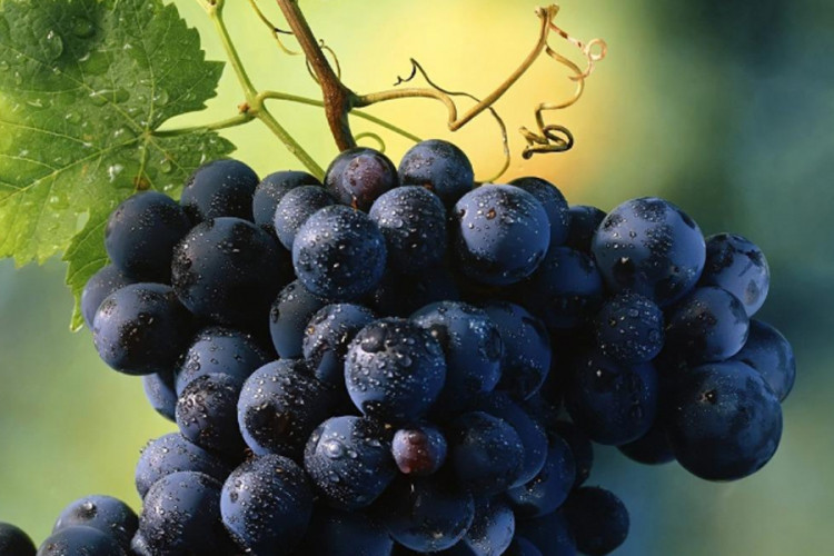 Crno grožđe – i poslastica i lijek