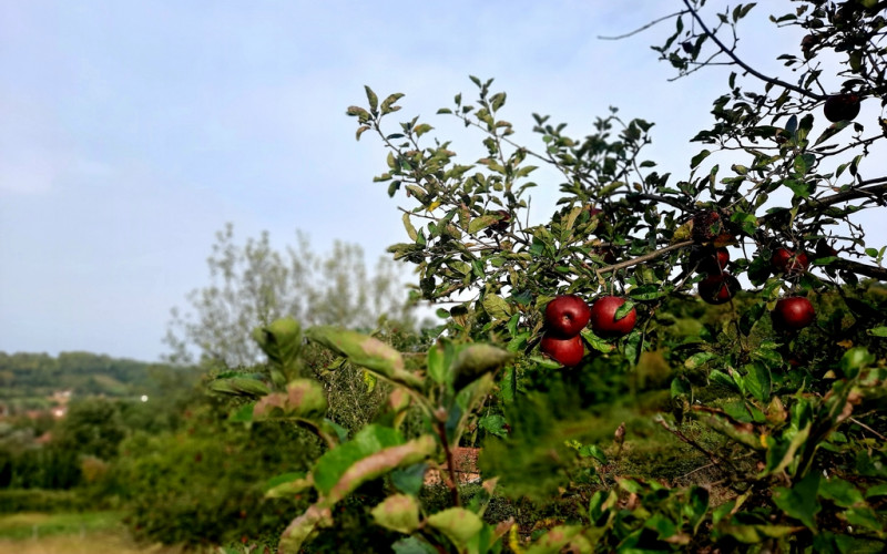 RANA JESEN U NAŠEM KRAJU: Rodna i blagorodna, a oku umilna
