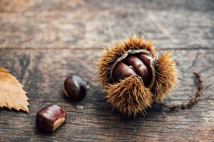 Kesten: Jedini orašasti plod koji sadrži vitamin C