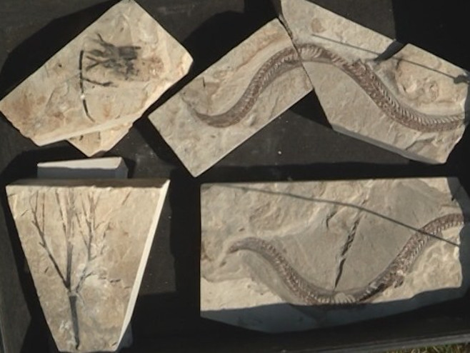 Bileća: Pronađen fosil zmije star nekoliko miliona godina