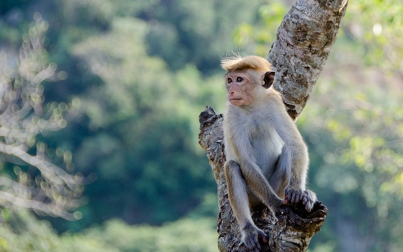 Naučnici ubacili ljudski gen u mozak majmuna, rezultat - iznenađujuć