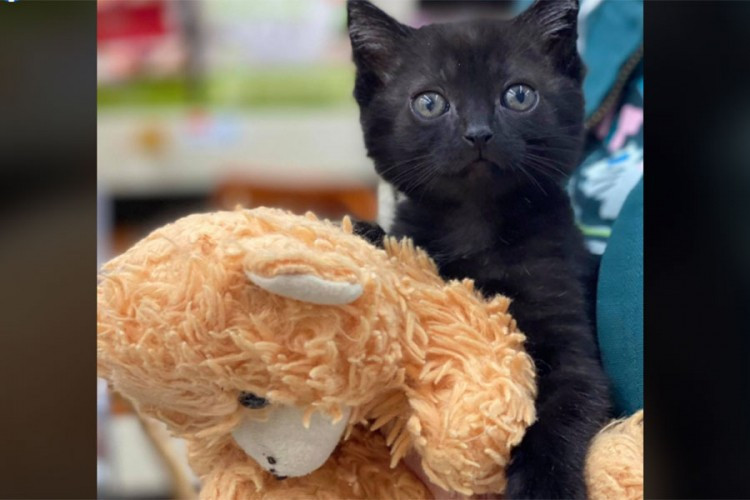 Spašeno mače ne želi nigdje bez svog plišanog mede