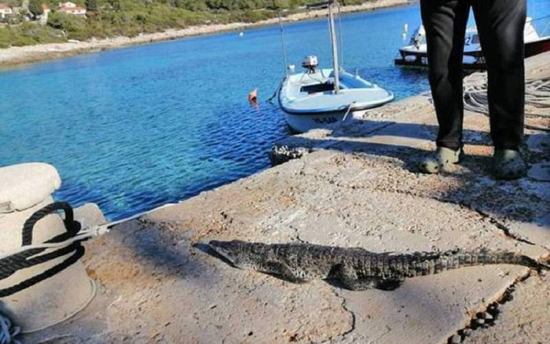 Nesvakidašnji prizor na hrvatskom ostrvu - mještane iznenadio krokodil