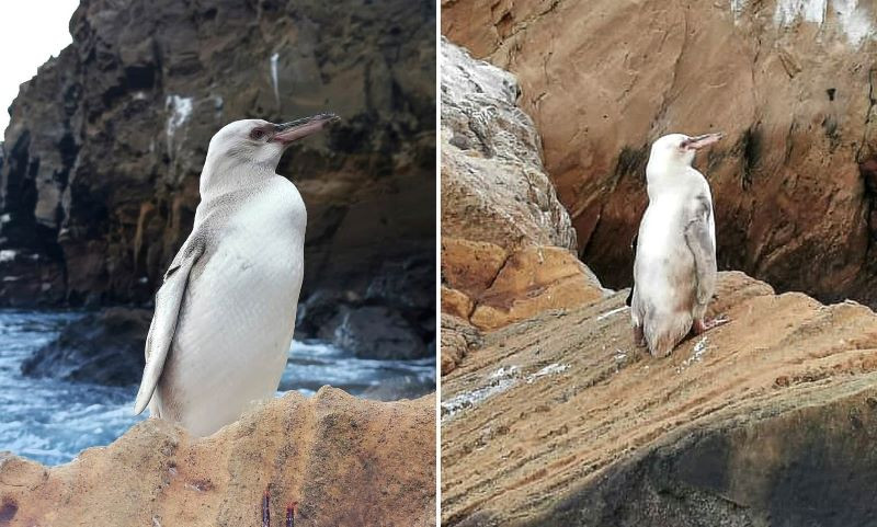 Bijeli pingvin otkriven na Galapagosu