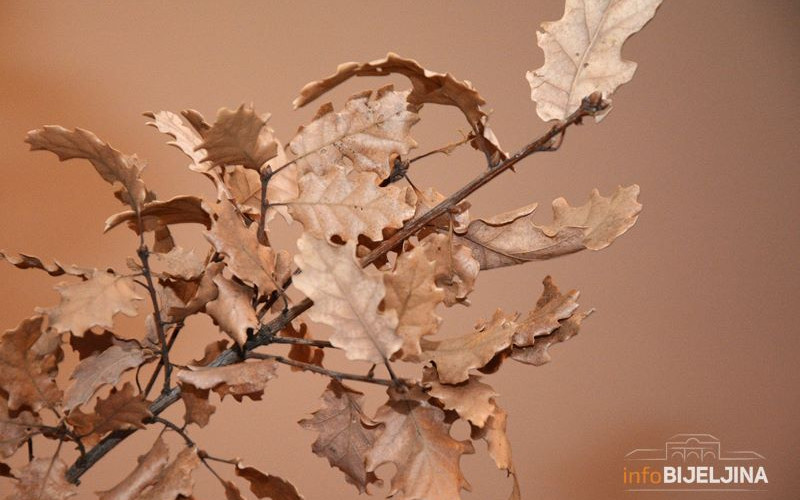 ŠTA SE RADI S BADNJAKOM POSLIJE BOŽIĆA: Postoji običaj, nikako ga ne ostavljajte pored kontejnera