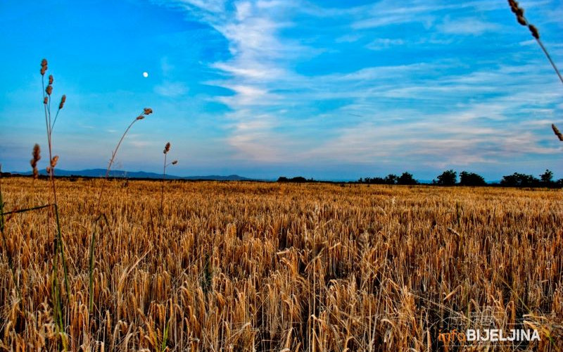 Izvoz žitarica povećan gotovo za 100 odsto