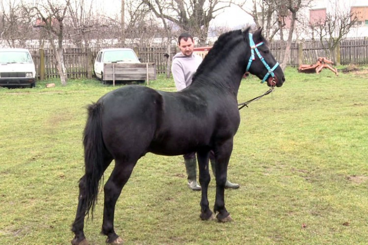 Kobilje mlijeko iz Semberije traženo i preko granice