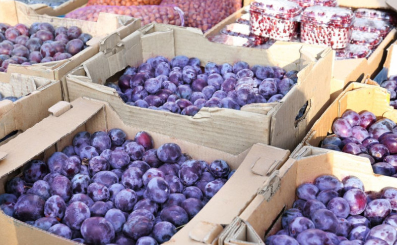 Maline i šljive donijele zaradu