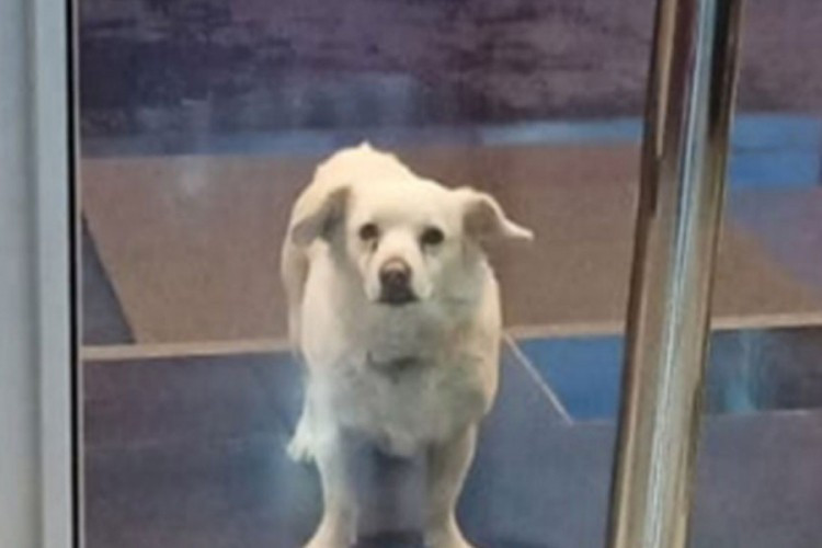 Pas čekao vlasnika nedjelju dana ispred bolnice