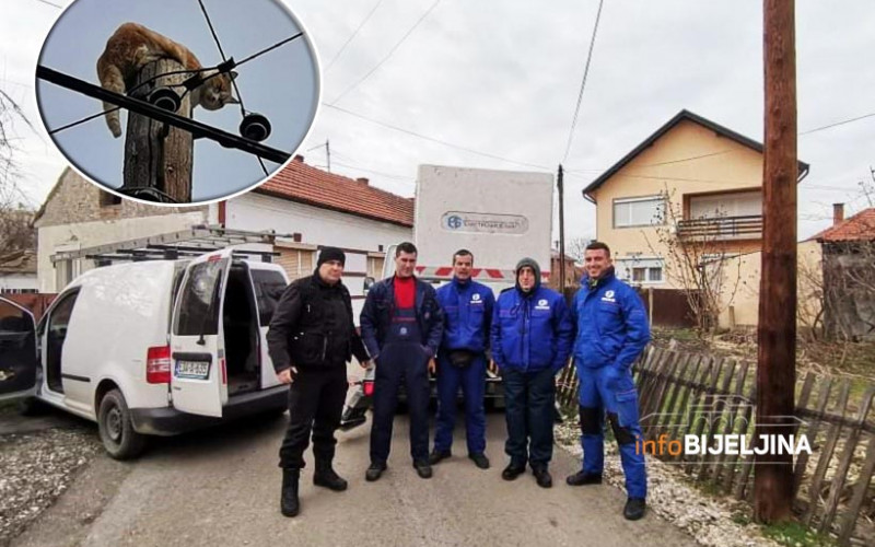 VELIKO BRAVO ZA RADNIKE ELEKTRO DISTRIBUCIJE Spasili mačku sa stuba (FOTO)