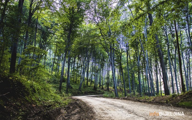 NAUČNICI UPOZORAVAJU Uništavanje prirodnih staništa životinja donijeće nove bolesti