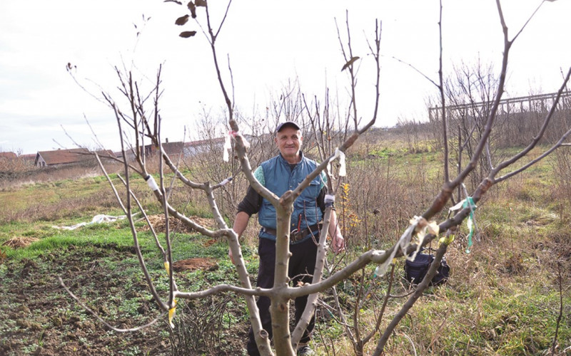 Vrsne majstorije kalemara Nikole Nikolića iz Bijeljine