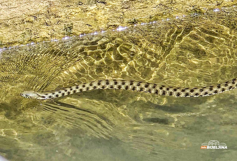Bijeljinski komunalci nisu nadležni: Kome se obratiti ako vidite zmiju u dvorištu? (FOTO)