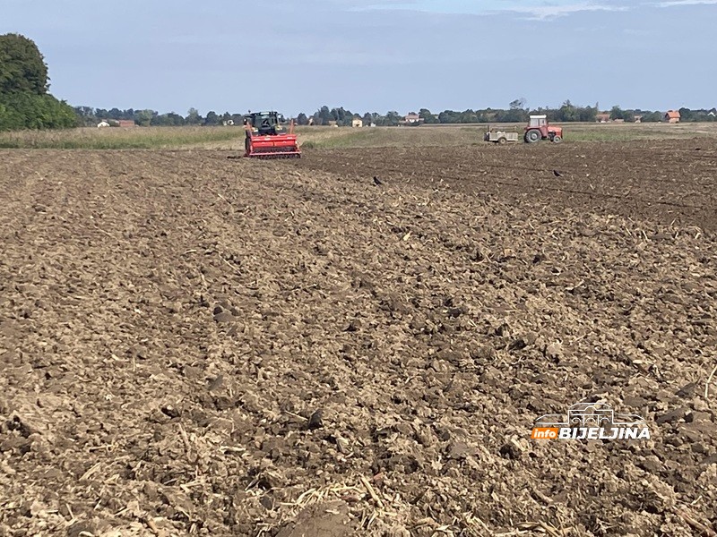 Zahuktava se sjetva u Semberiji: Zašto poljoprivrednici sve više prelaze na pšenicu? /FOTO/