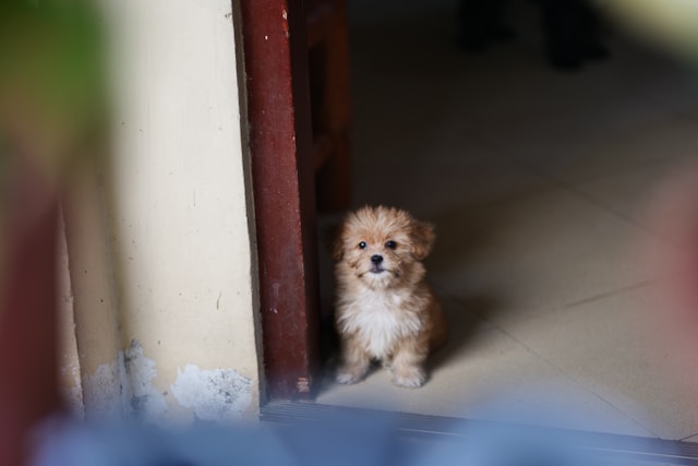 Praznici mogu biti opasni za ljubimce: Veterinar savjetuje kako da ih zaštitite