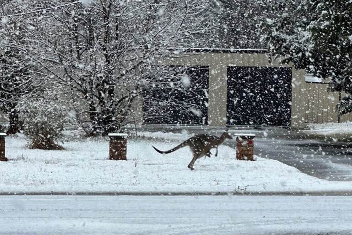Snijeg u Australiji: Gradovi okovani, kenguri se raduju