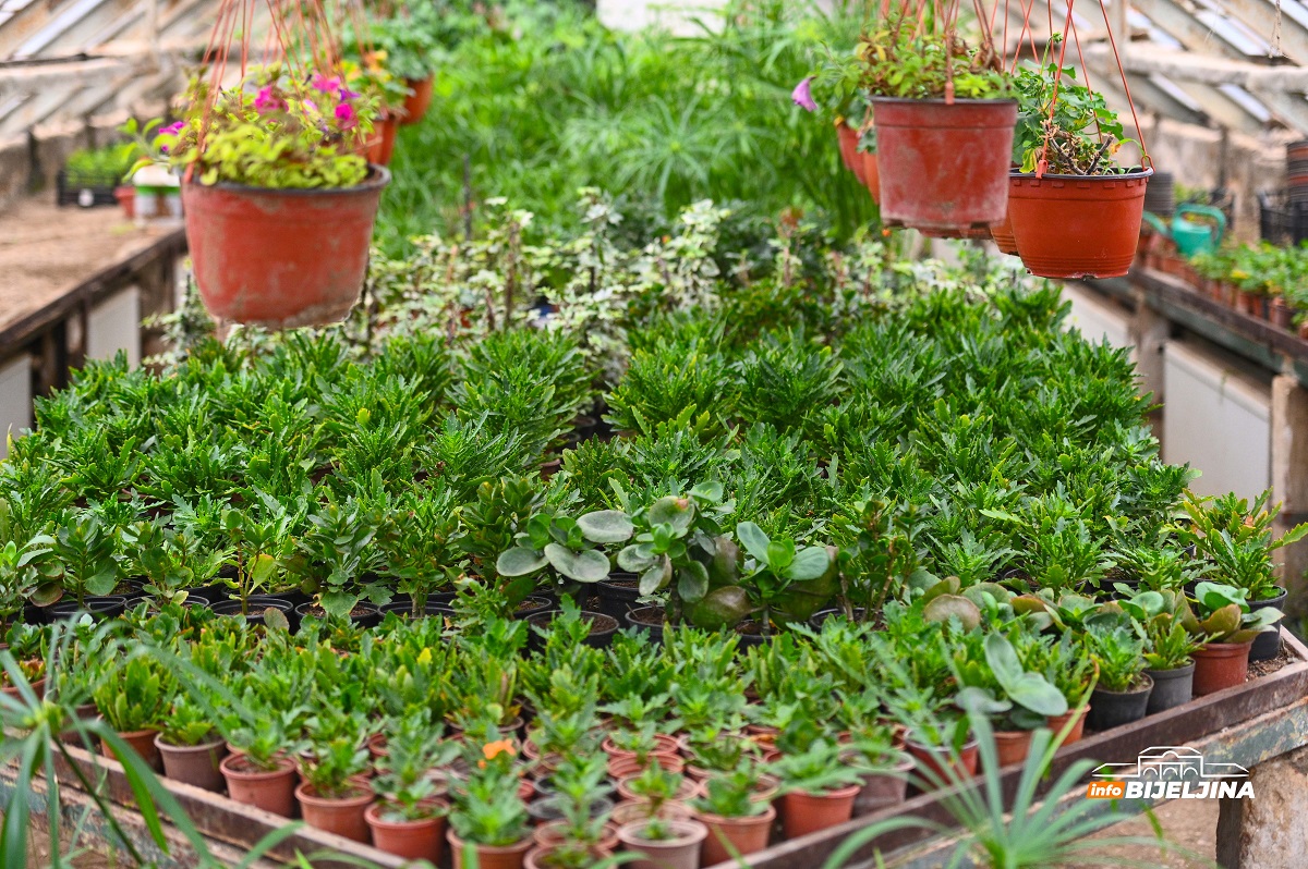 InfoBijeljina u posjeti rasadniku 