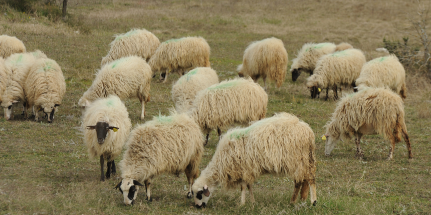 Osumnjičeni kao lažni mesar varao stočare