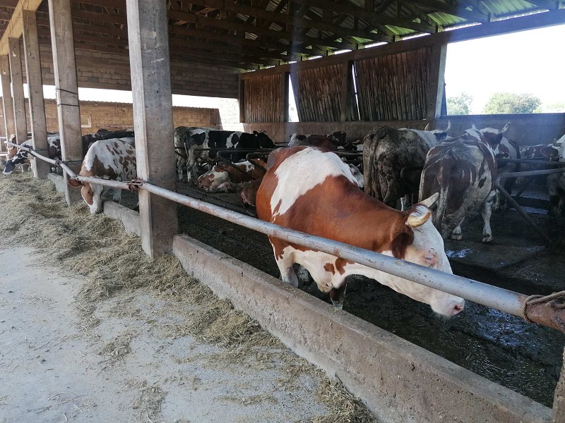 Premije obradovale farmere BEZ PODSTICAJA PROIZVODNJA MLIJEKA BILA BI UGROŽENA