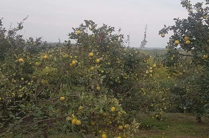 Rakija Radovanovića stiže do Kanade i Amerike, ali rudnik prijeti da ugasi viševjekovno ognjište /FOTO/