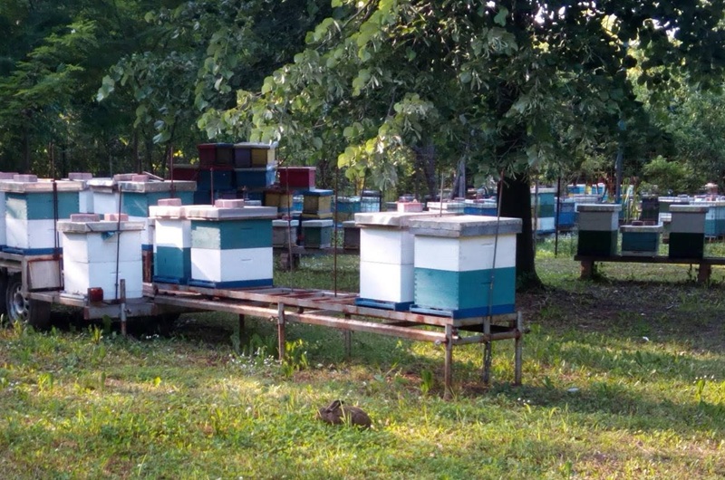 Pčelari u Semberiji ostali bez 80% pčela: Inženjer poljoprivrede locirao problem i predložio rješenje (FOTO)