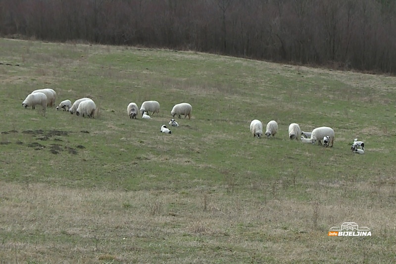 Da li bolesti iz regiona prijete farmama u Semberiji: “Nema opuštanja, svi moramo biti na oprezu”