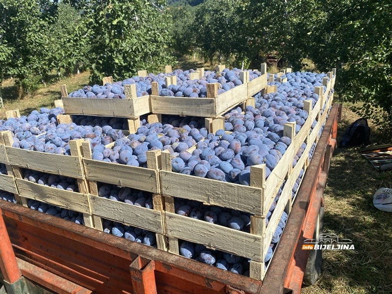Berba šljive na Majevici u punom jeku: Rod dobar, ali voćari nemaju puno razloga da budu zadovoljni (FOTO)