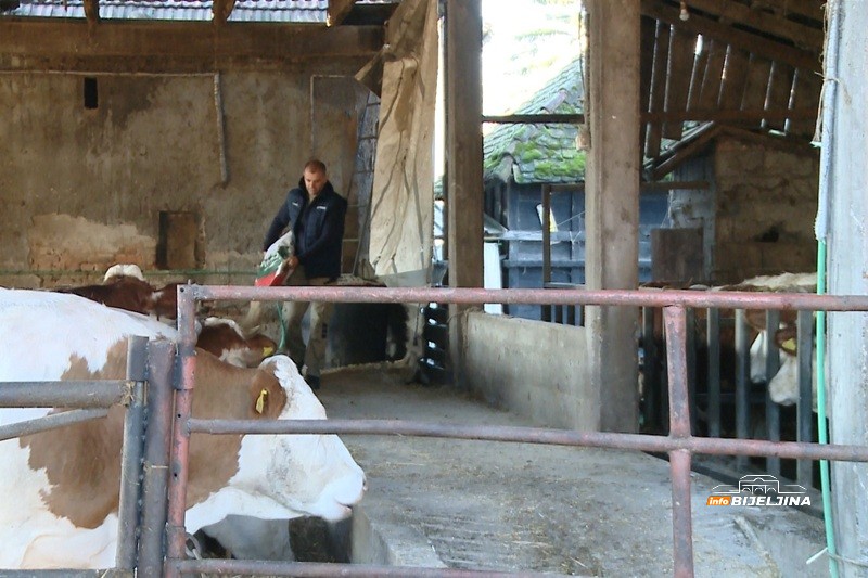Semberski mljekari na ivici opstanka: “Kupujemo hranu za stoku, a 80 - 90 grla nije lako nahraniti” (FOTO)