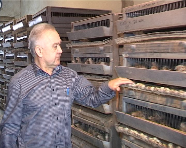 Milan Mikić iz Velike Obarske: Japanske prepelice su sastavni dio mog života (FOTO)