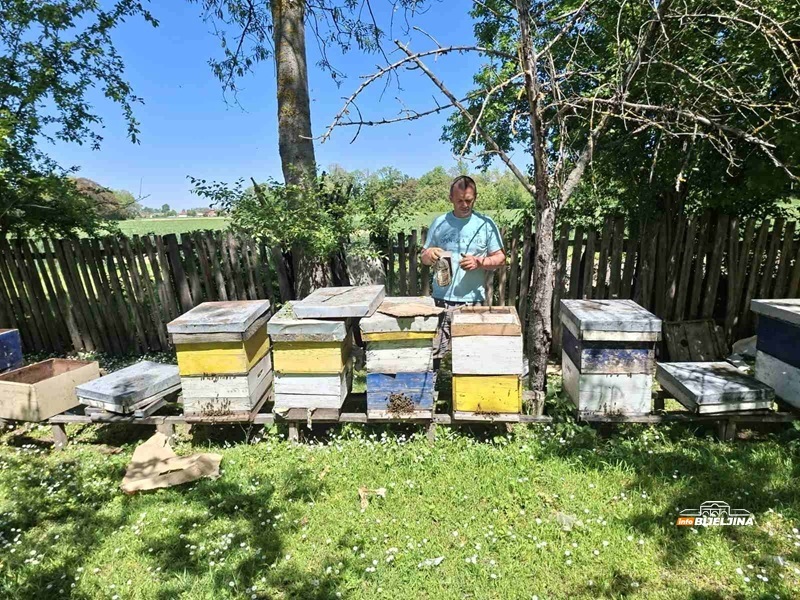 Đorđići iz Semberije obrađuju 20 hektara, imaju farmu bikova, svinje, ovce i pčele: Nigdje kao u zavičaju (FOTO)