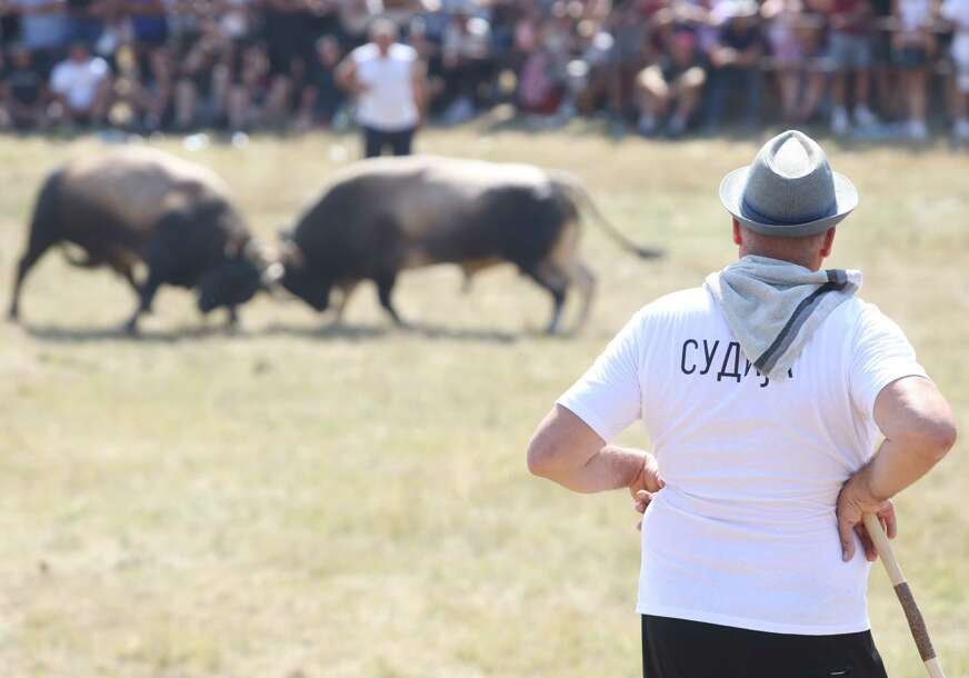 Bik pobjednik Kočićevog zbora prodat za sumu za koju se može kupiti STAN, ali to nije kraj priče
