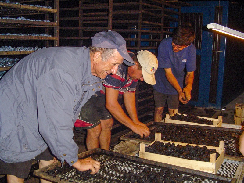 Od prodaje podmajevičke šljive nekad se kupovao novi traktor (FOTO)
