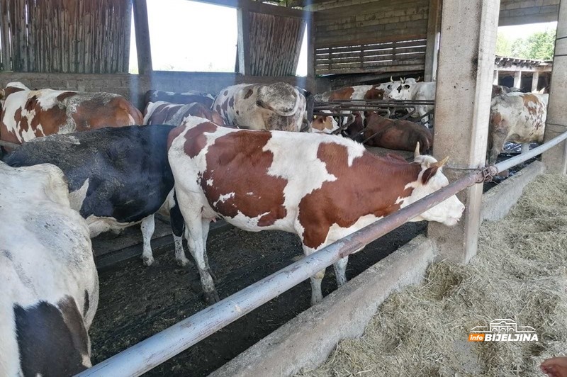 Bijeljinski farmer proizvodi 1.000 litara mlijeka dnevno: “Premije su nam praktično jedina zarada”