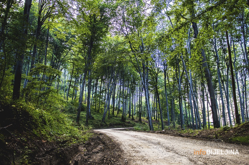 Pod šumama više od polovine površine Srpske
