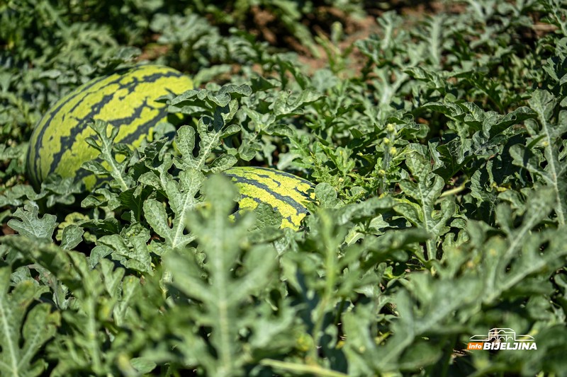 Poljoprivrednik iz Donjeg Crnjelova: Lubenicu prodamo za 0,40, a u marketima skuplja od marke (FOTO)