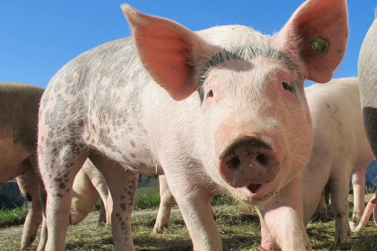 Poljoprivrednik iz Srpske poklanja svinju od 200 kg ugroženima
