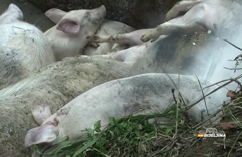 Afrička kuga svinja stigla u Srpsku: Nova žarišta u dvije opštine, farmerima prijeti ogromna šteta