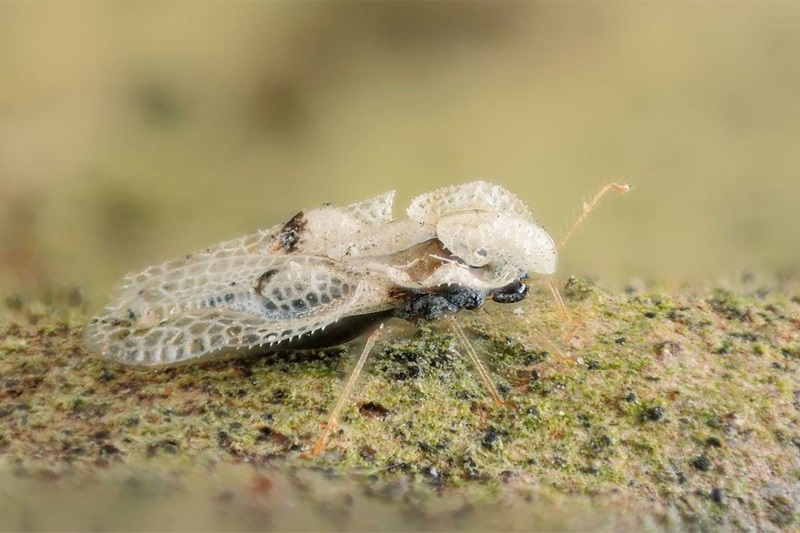 Invazija stjenica u BiH: Bez prirodnih neprijatelja i rješenja na vidiku