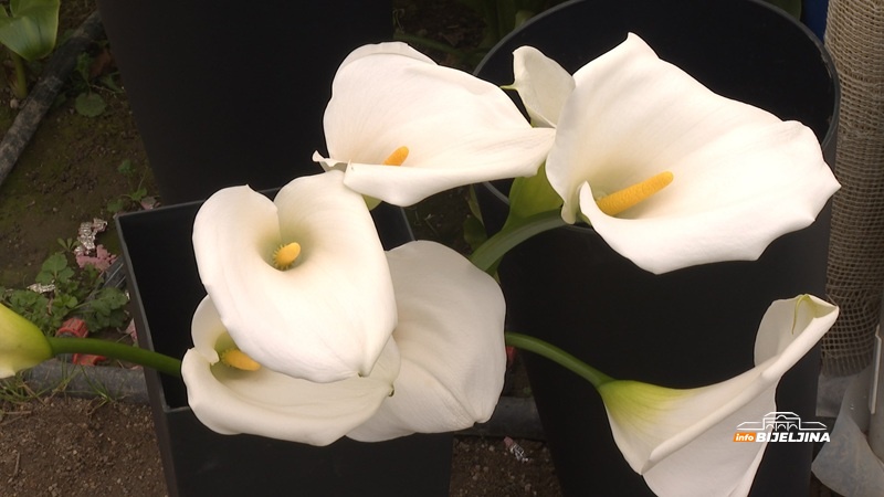 Biljka iz Afrike raste u Zvorniku: Jasminka ostala bez posla u pandemiji, danas uzgaja hiljade kala (FOTO)