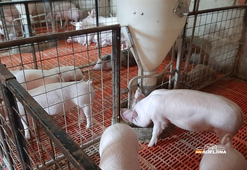 Sedmočlana porodica Ristić iz Zvornika živi od poljoprivrede: Isplatile se dvije decenije truda (FOTO)