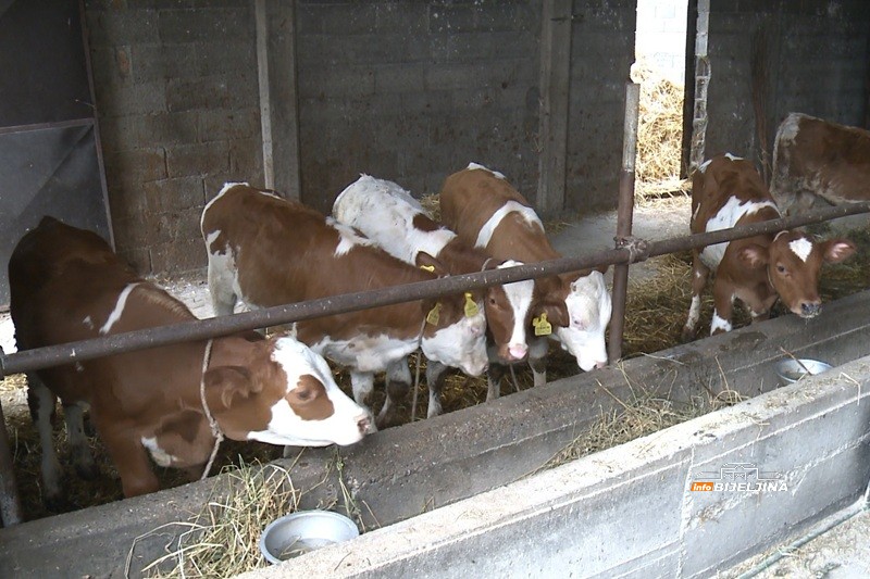 Mladi Semberac obrađuje 200 dunuma, hrani stoku i sam se o svemu brine: Teško naći djevojku koja bi da živi u selu