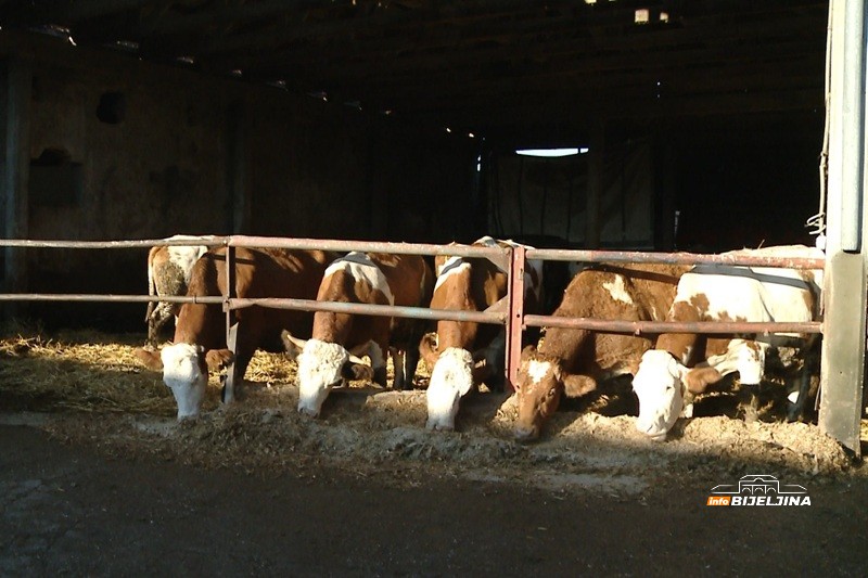Semberski mljekari na ivici opstanka: “Kupujemo hranu za stoku, a 80 - 90 grla nije lako nahraniti” (FOTO)