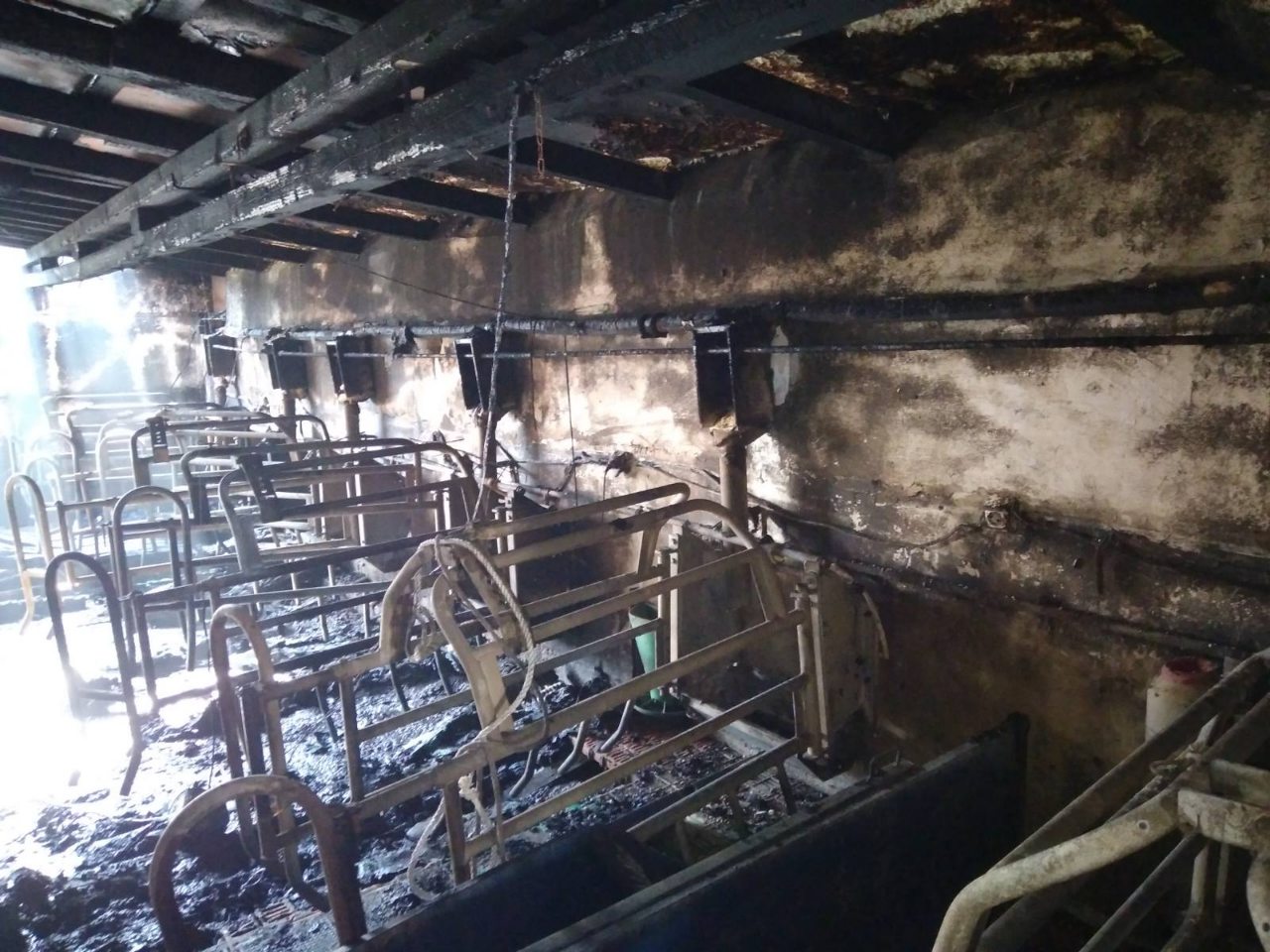 ŠTETA OGROMNA Uglednom semberskom farmeru vatra progutala prasilište sa 13 krmača i 120 prasadi
