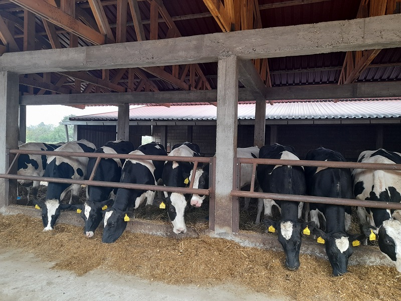 Semberski mljekari od nadležnih traže zaštitu domaće proizvodnje: NADLEŽNI GARANTUJU - NESTAŠICE MLIJEKA NEĆE BITI