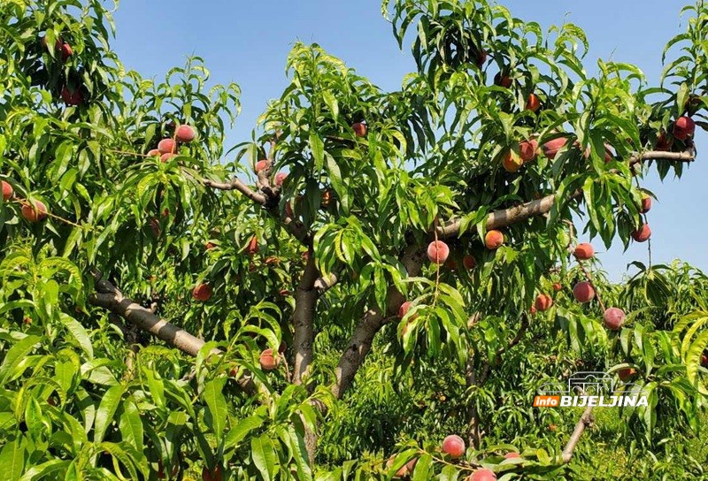 Manji rod breskvi u Semberiji, duplo veća cijena: Da li će i ovo voće biti luksuz? /FOTO/