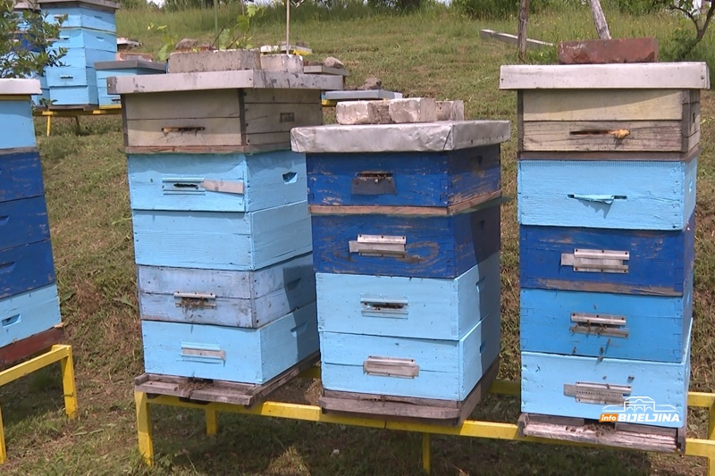 Pčelari u Semberiji planiraju ujedinjenje, izgubili 1.300 društava: “Analize pokazale da je lani postojao neki okidač”